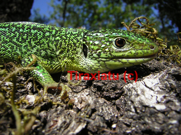 Ramarri
